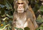 2 Rhesus Macaque Monkey